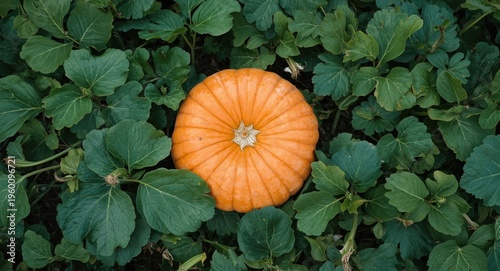 Aerial perspective of a lar...