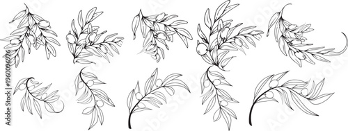Vector art of set of hand drawn olive branches with leaves and fruits