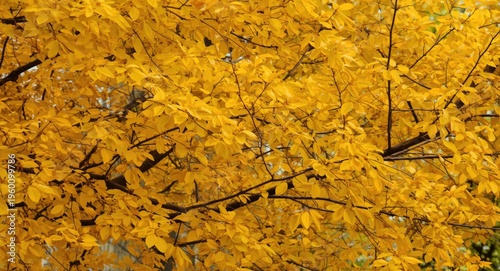 Golden yellow autumn leaves...