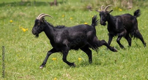 Energetic black goats with ...