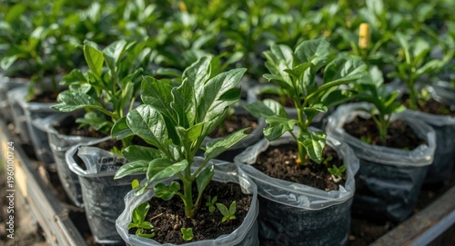 Growing healthy guava seedl...