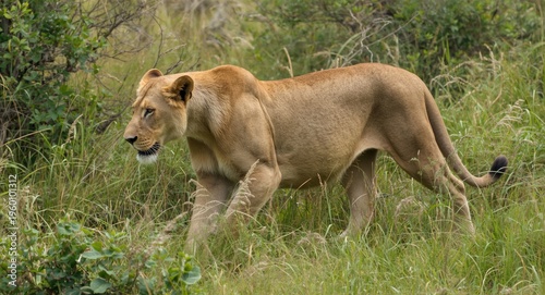 Graceful male lion navigati...