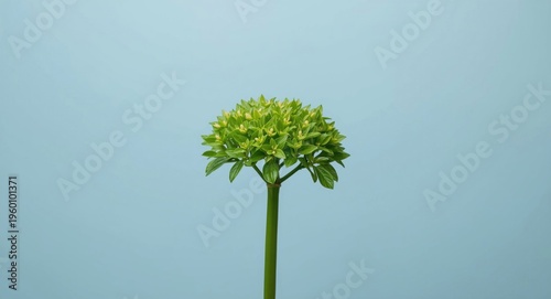 Bright green foliage cluste...