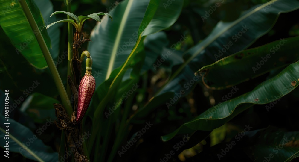 Obraz premium Lush garden scene with a banana heart flower emerging from a banana plant stalk