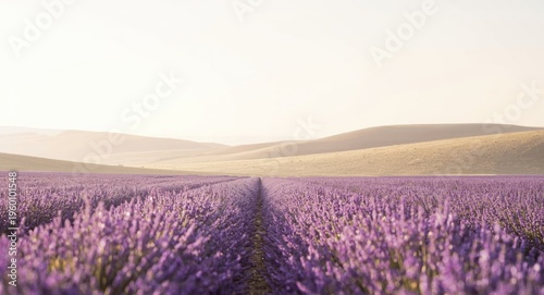 Lavender field with vibrant...
