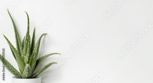 Fresh aloe plant positioned...