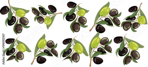 Vector art of olive branches with green and black olives