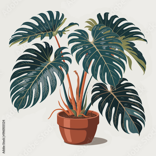 Potted monstera deliciosa houseplant with large split leaves in a simple terracotta pot isolated on a neutral light grey background for modern interior design decoration