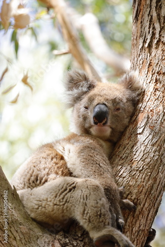 Photography Koala
