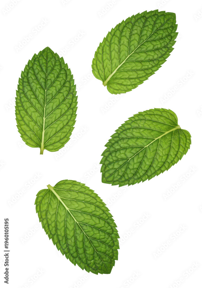 Fototapeta premium Four green leaves with serrated edges isolated on transparent background
