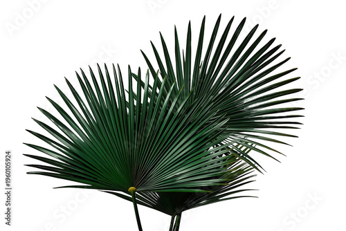 Lush green palm leaves creating a natural tropical foliage backdrop with transparent background