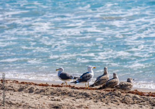 Εκτύπωση καμβά Flock of seagulls watching the ocean waves crashing
