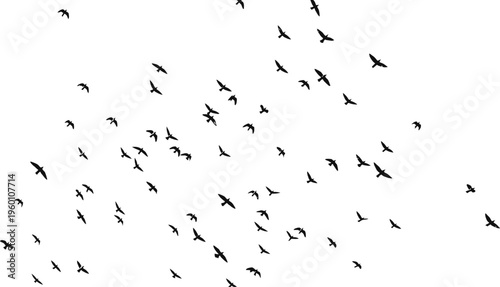 A flock of birds in flight on a white background