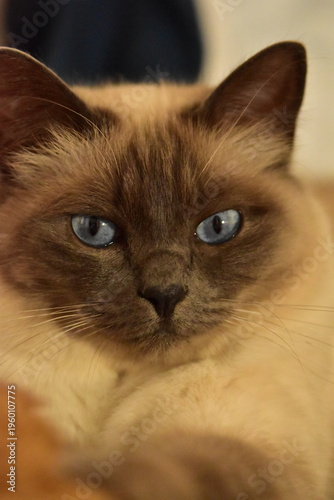 Cat - Heilige Birma