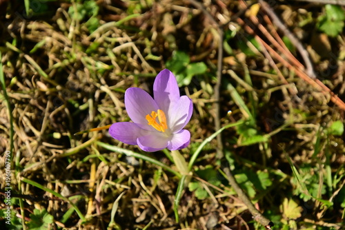 Krokus - Crocus