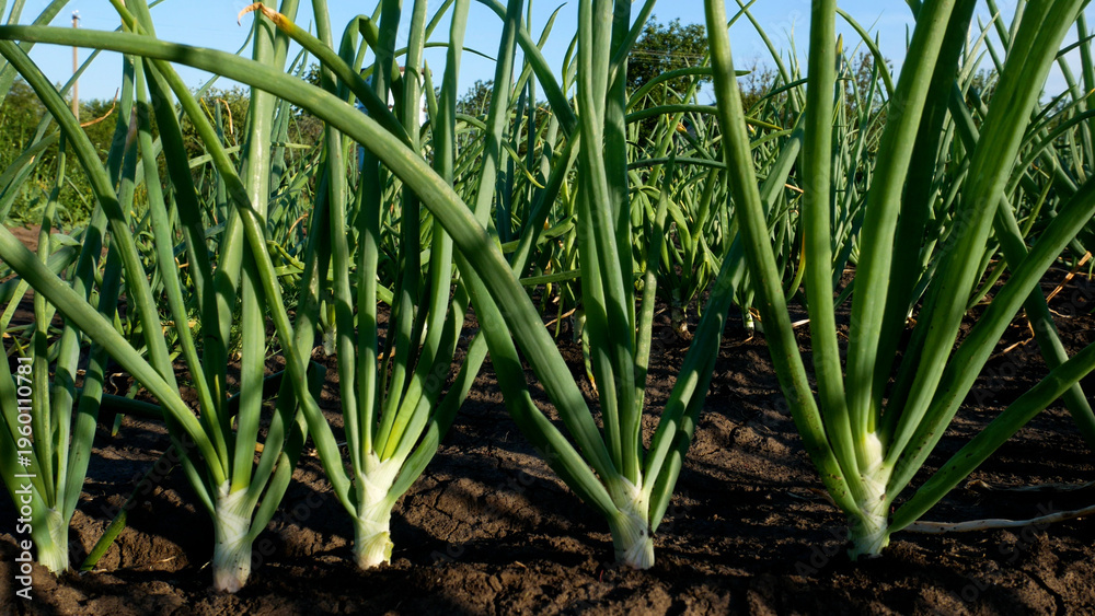 Obraz premium Fresh green onions growing in a garden bed. Close-up of organic vitamin-rich greens cultivated outdoors. Concept of healthy eating, home gardening, sustainable agriculture, and natural food.
