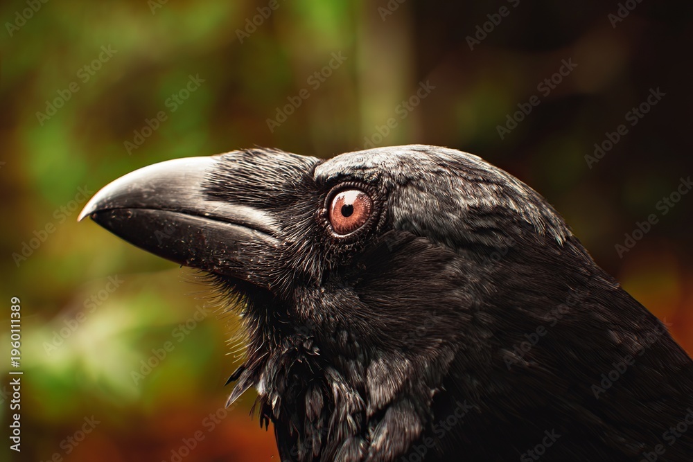 Naklejka premium close up of an eagle