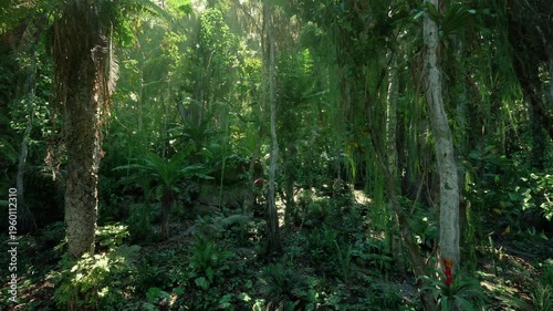 Lush green rainforest floor under canopy, dappled sunlight, dense ferns, mosscovered trunks, humid atmosphere, rich biodiversity ideal for conservation