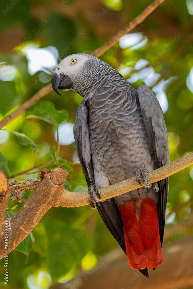Fototapeta premium African Grey Parrot (Psittacus erithacus), renowned for its intelligence and ability to mimic human speech