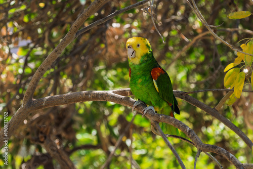 Yellow-headed Amazon (Amazona oratrix), a species of parrot native to Mexico and northern Central America