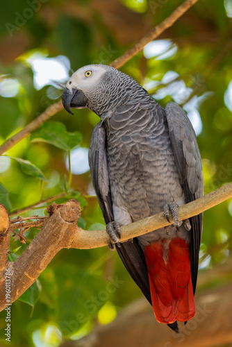 African Grey Parrot (Psittacus erithacus), renowned for its intelligence and ability to mimic human speech