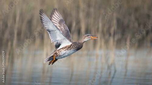 Female Gadwall duck in flight