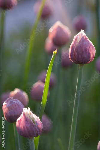 Chives flower buds (Allium schoenoprasum) growing in morning sunlight