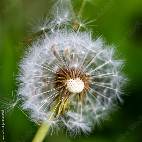 Dandelion (Taraxacum) seed head losing individual seeds in nature
