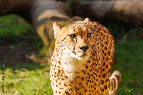Obraz na plátně Guépard