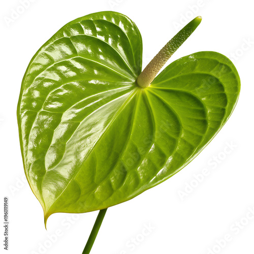 Green Anthurium Flower Isolated on White Background Tropical Botanical Plant