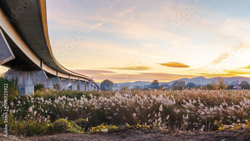 Bridge and pampas grasses in nature near Pont-Saint-Esprit commune - France