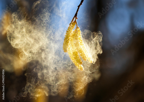 A lot of golden pollen sprays the buds of birch and alder trees in the spring...