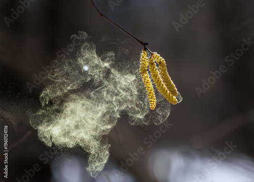 cloud of fine golden pollen sprays birch and alder buds in a windy spring par...