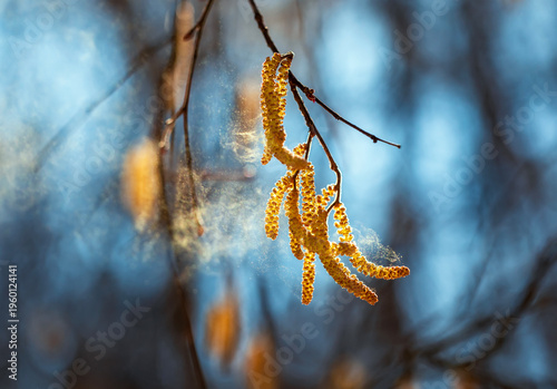 cloud of fine golden pollen sprays birch and alder buds in a windy spring park, causing severe allergies and runny noses
