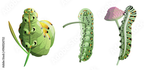 Caterpillars at different stages and feeding on a plant in a natural setting during daytime