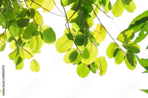 A tropical tree with leaves branches and sunlight on white isolated background for green foliage backdrop 