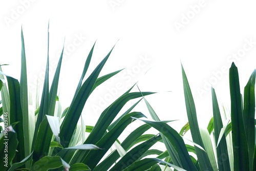 Dracaena or Dragon Tree  or Cochinchinensis leaves on white isolated background