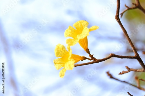 Yellow Trumpet flowers blossom in a garden with blue sky background top view
