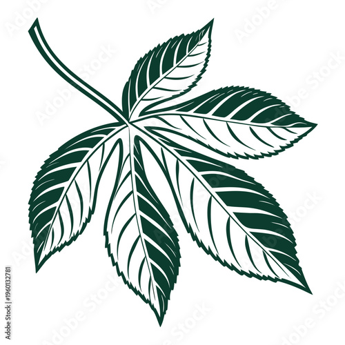 A green leaf with five leaflets