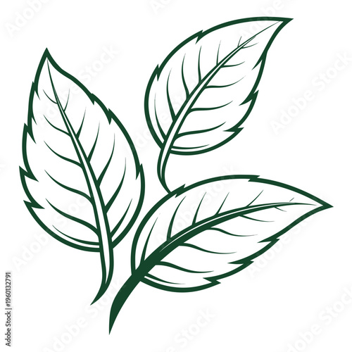 Three green leaves with veins