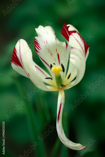 Colorful tulips in spring garden