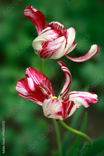 Colorful tulips in spring garden