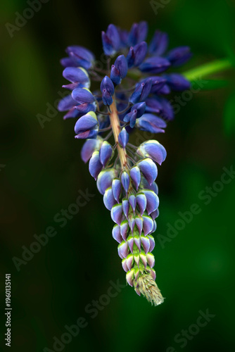 Colorful flowers in spring garden