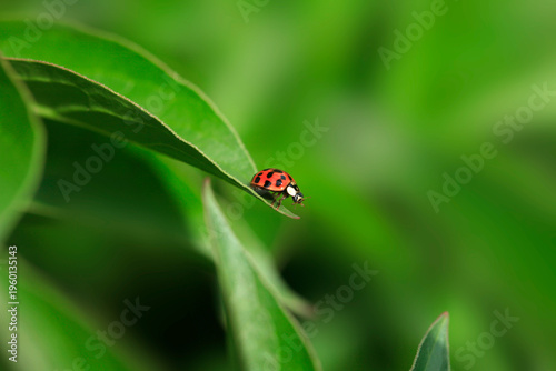 Red ladybug sitting on leaf