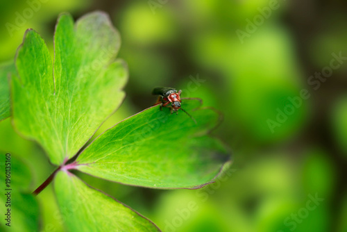 Cute bug sitting on leaf