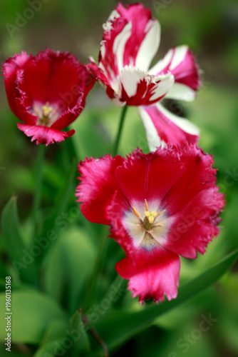 Colorful tulips in spring garden