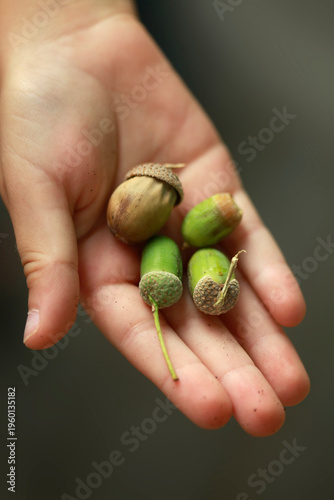 Some acorns in kids hand
