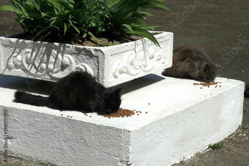 Two cats eating dry food