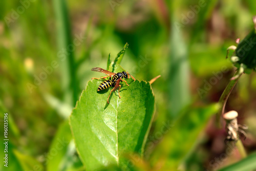 Wasp sitting on green leaf