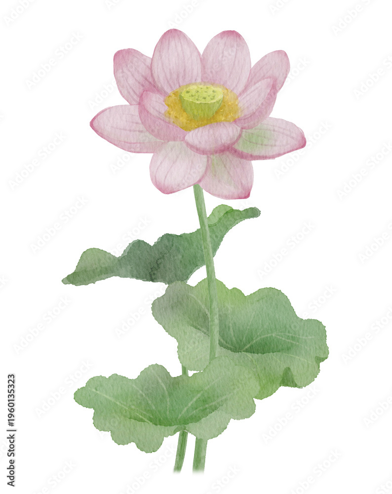 Fototapeta premium Watercolor Pink Lotus Flower: Hand-Painted Single Sacred Lotus Blossom for Yoga, Meditation, and Zen Design-300dpi-